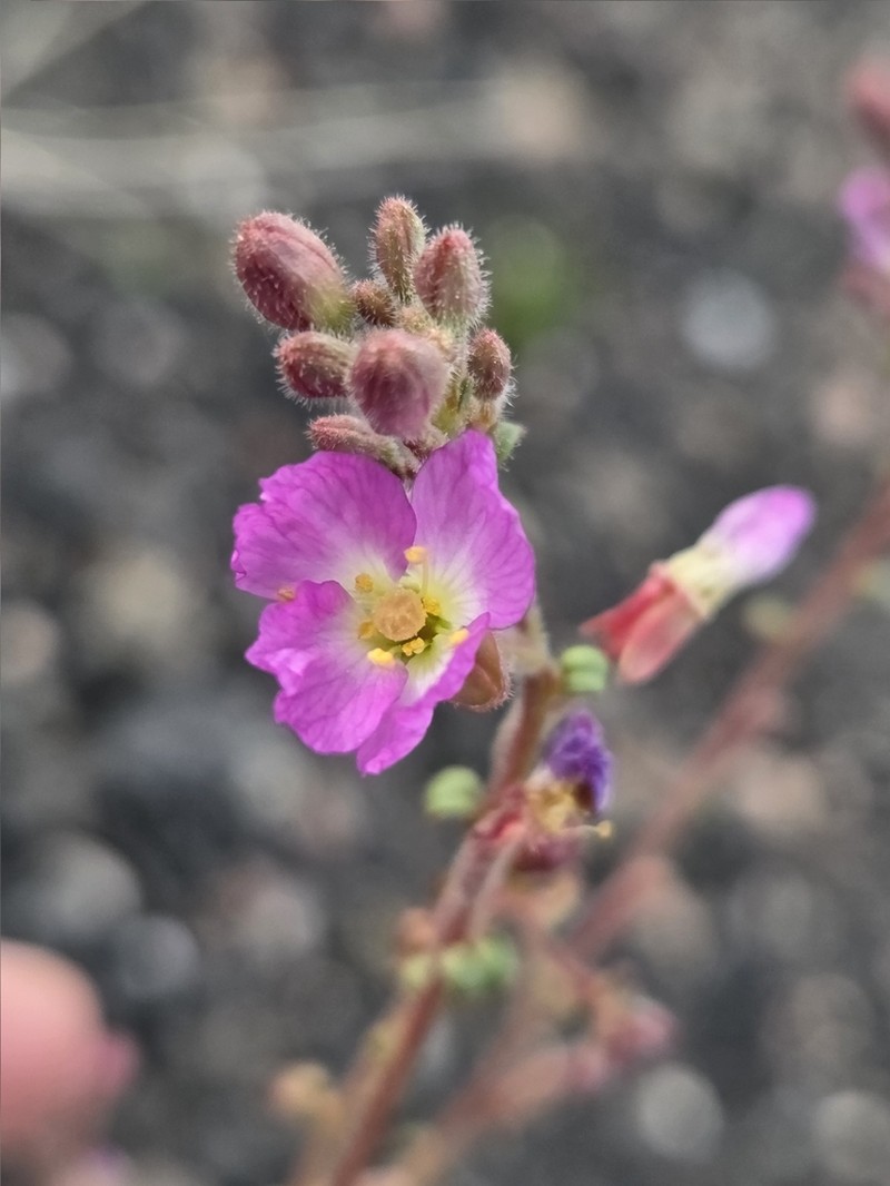 Shockley's Evening Primrose photo 6