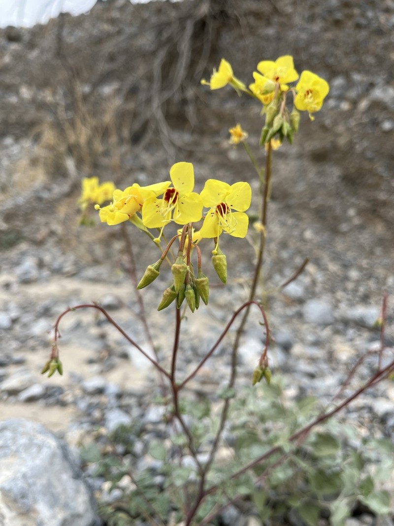 Death Valley Suncup