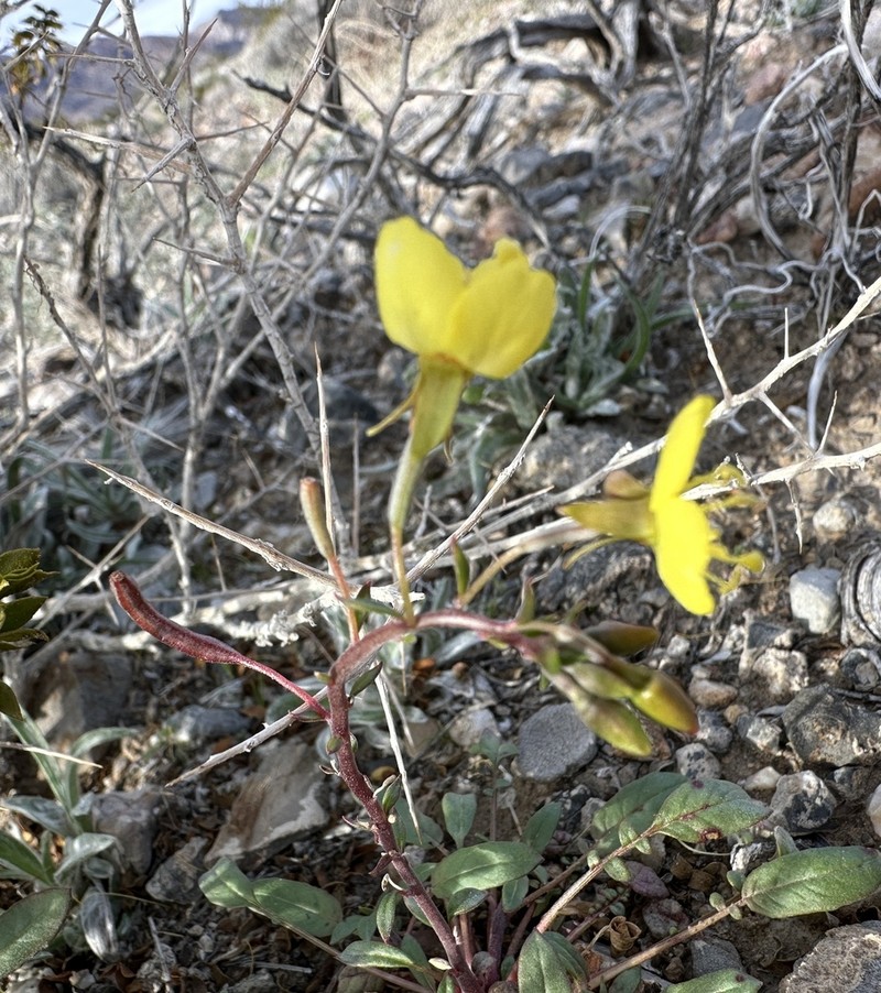 Death Valley Suncup photo 2