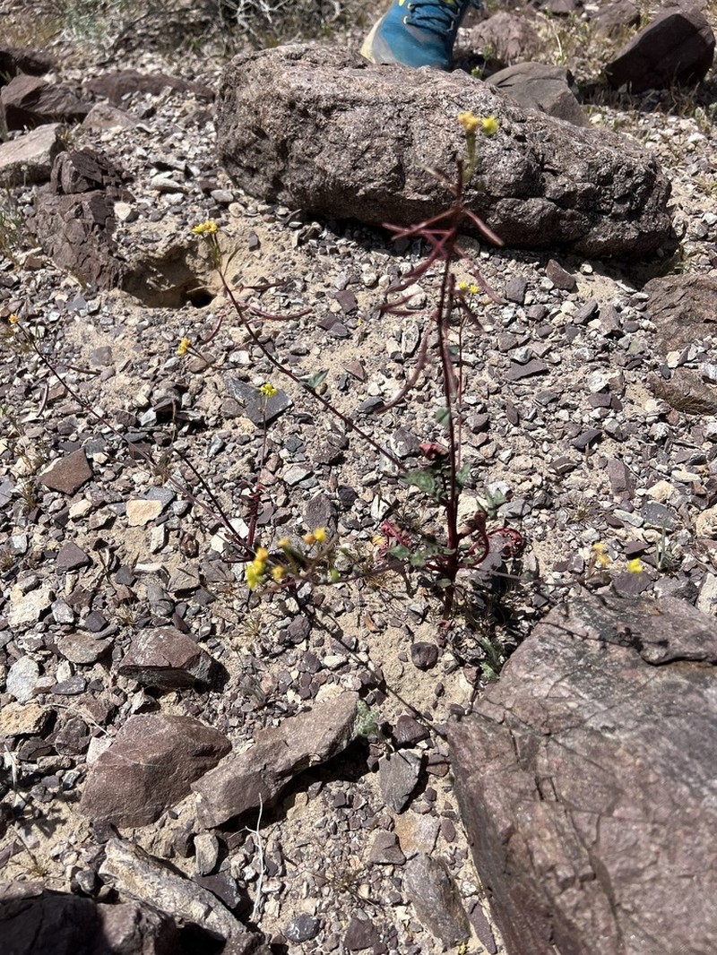 Death Valley Suncup photo 3