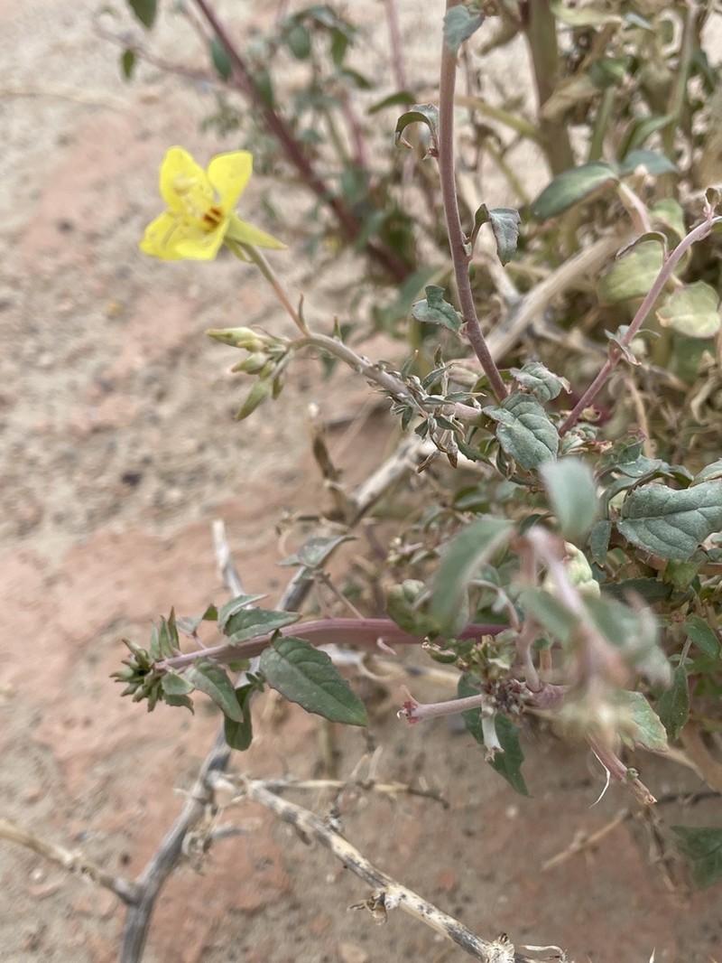 Death Valley Suncup photo 4