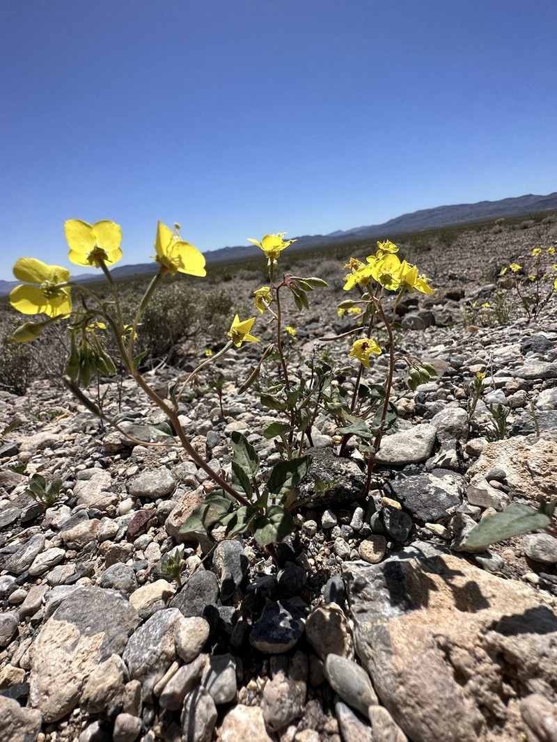 Death Valley Suncup photo 5