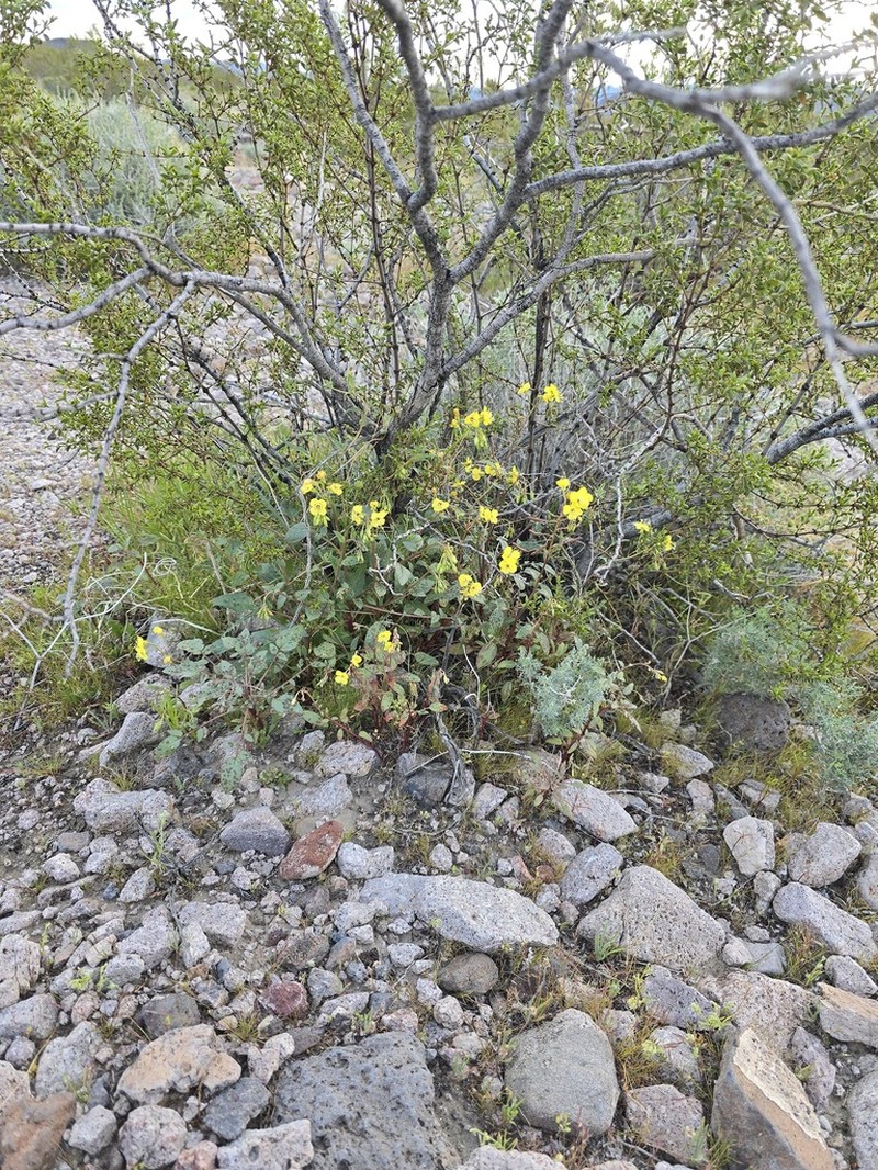 Death Valley Suncup photo 6