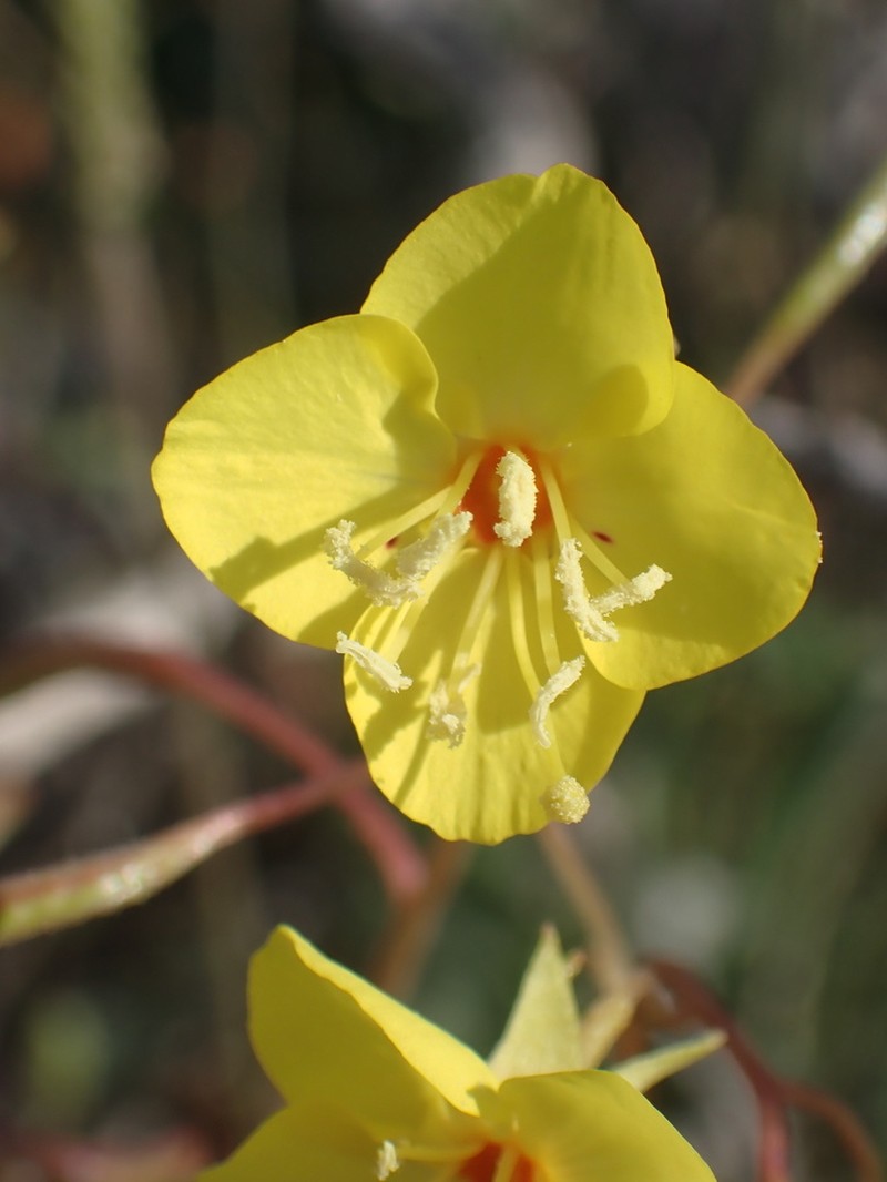 Death Valley Suncup photo 7