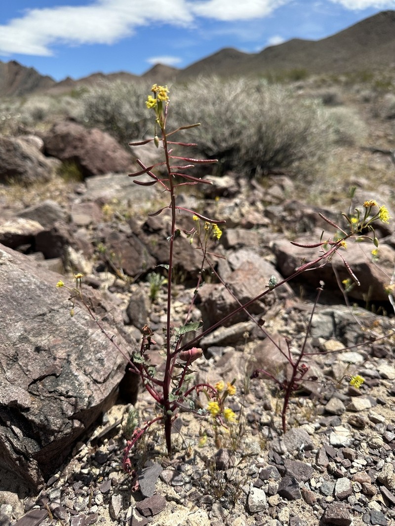 Death Valley Suncup photo 8