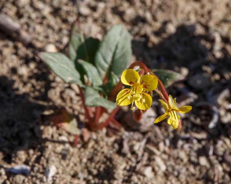 Paiute Suncup