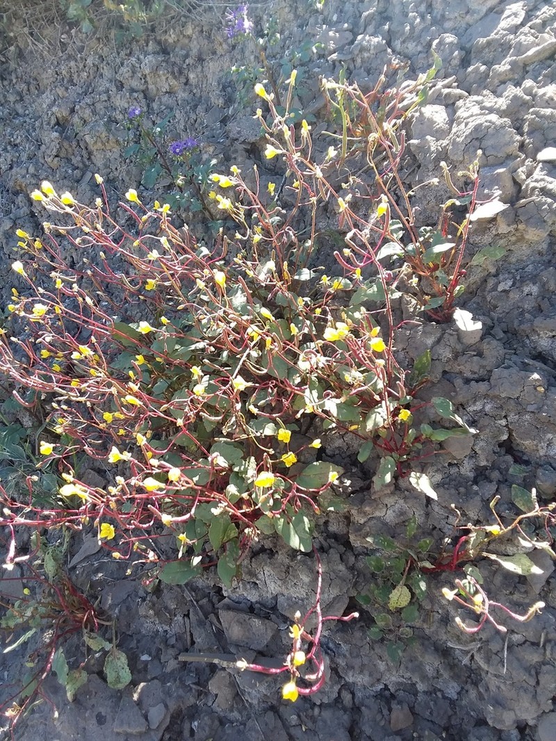 Paiute Suncup photo 5