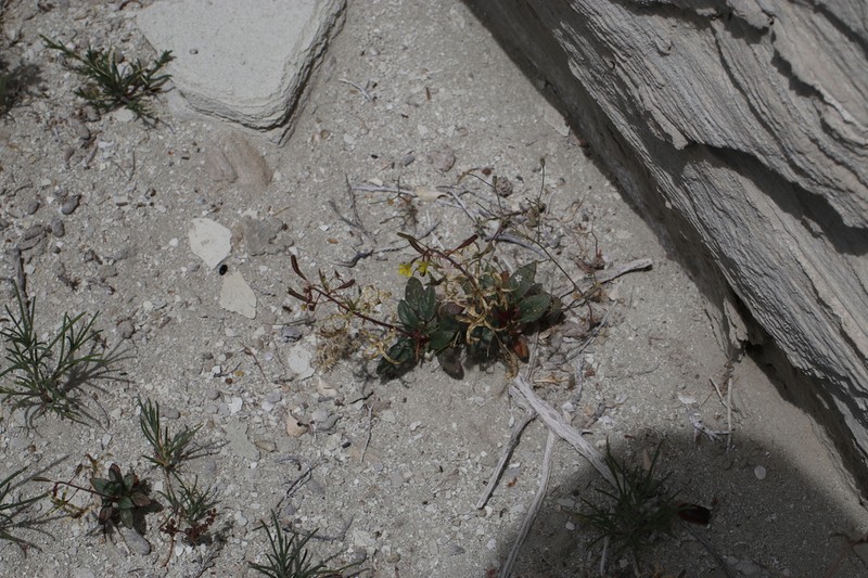 Paiute Suncup photo 6