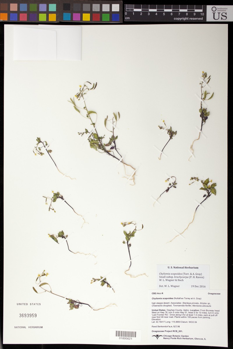 Chylismia scapoidea subsp. brachycarpa
