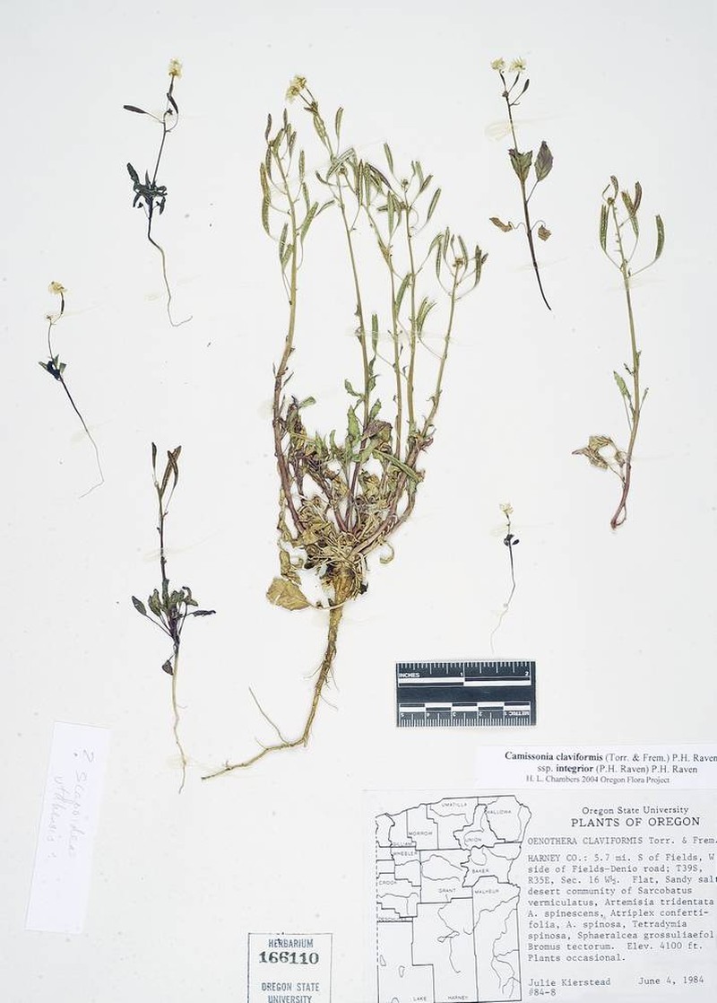 Chylismia scapoidea subsp. brachycarpa photo 2