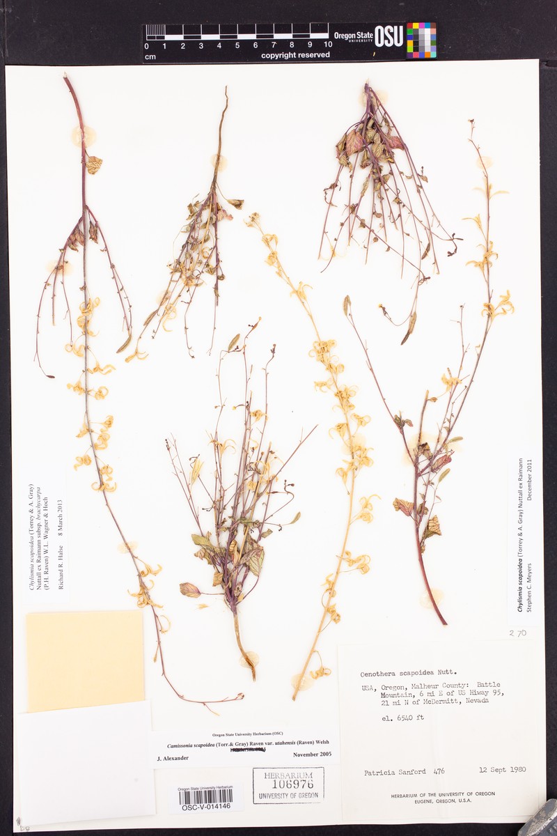 Chylismia scapoidea subsp. brachycarpa photo 3
