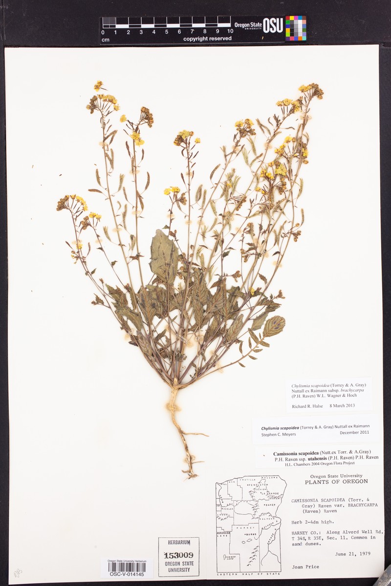 Chylismia scapoidea subsp. brachycarpa photo 4