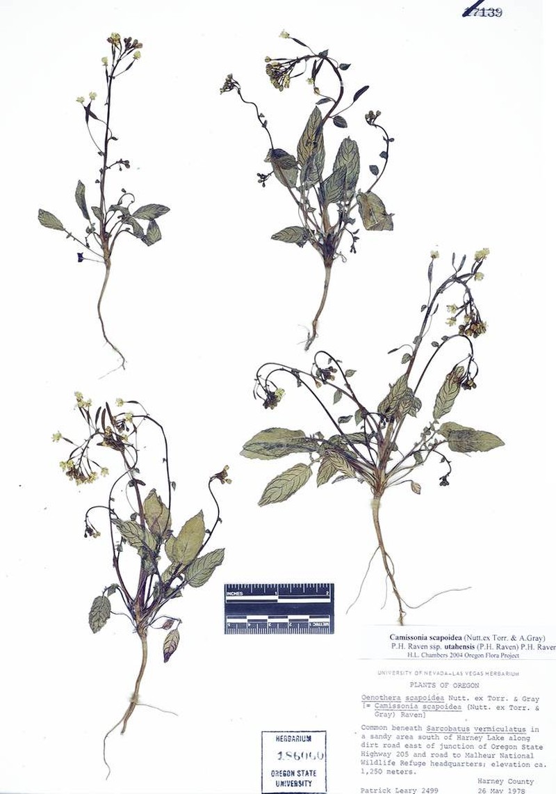 Chylismia scapoidea subsp. brachycarpa photo 5