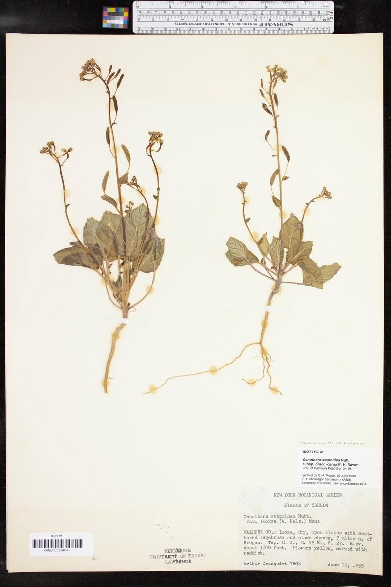 Chylismia scapoidea subsp. brachycarpa photo 6