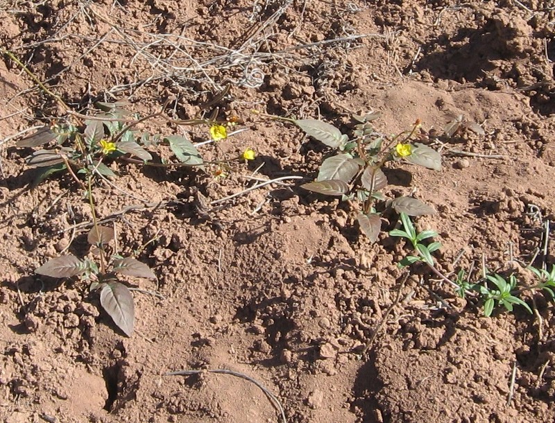 Chylismia scapoidea subsp. macrocarpa