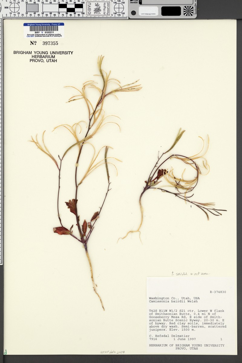 Chylismia scapoidea subsp. macrocarpa photo 2