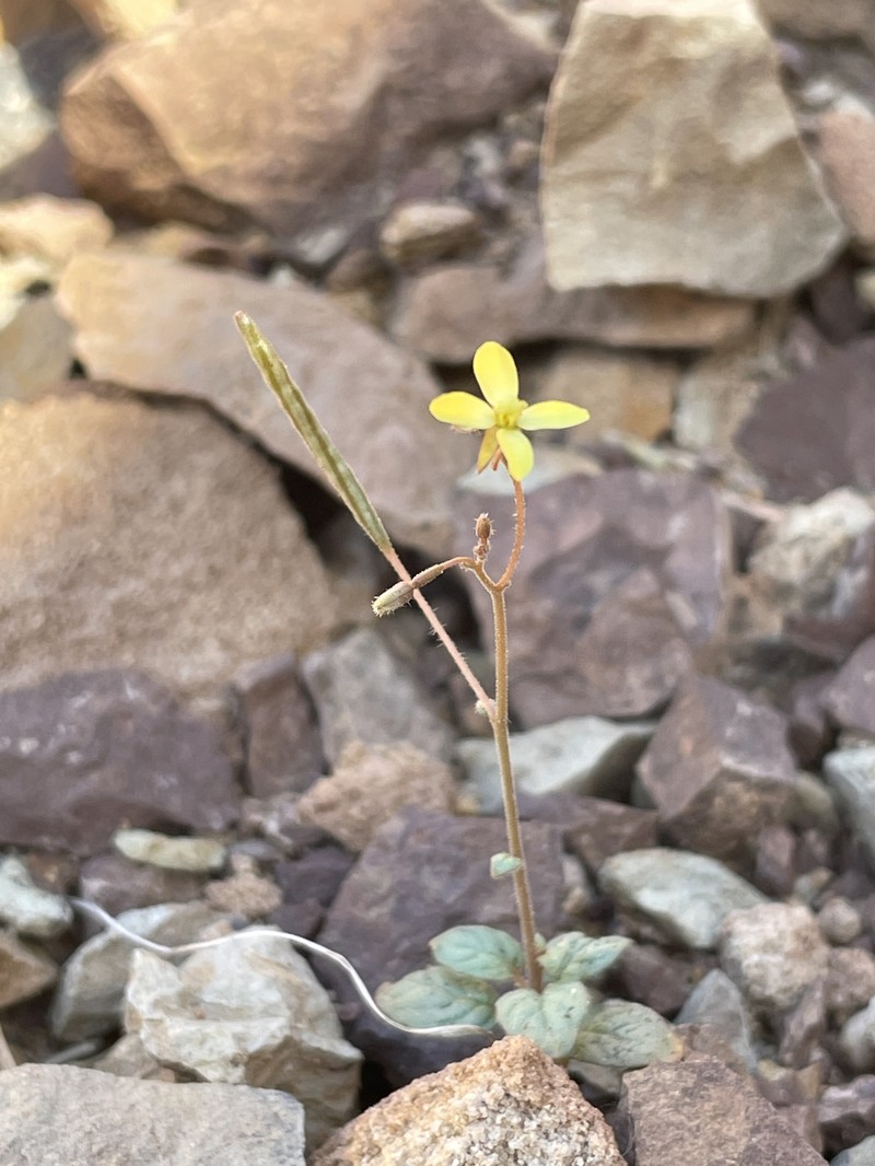 Chylismia scapoidea subsp. scapoidea