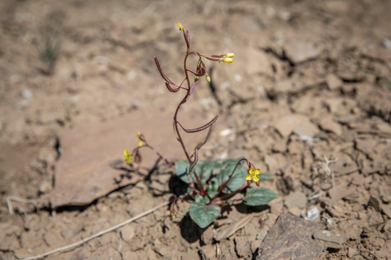 Chylismia scapoidea subsp. scapoidea photo 2