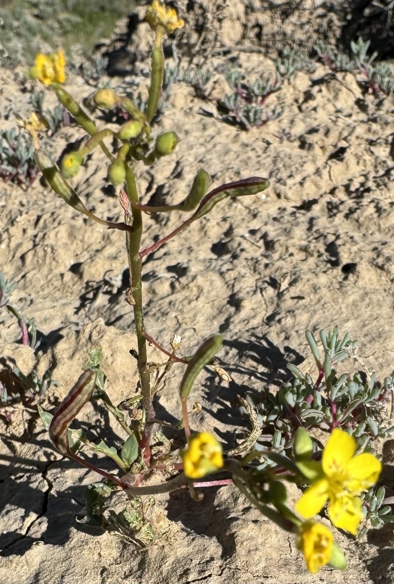 Chylismia scapoidea subsp. scapoidea photo 3
