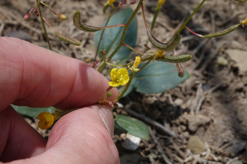 Chylismia scapoidea subsp. scapoidea photo 4