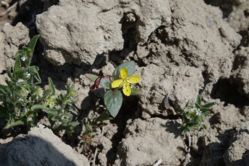 Chylismia scapoidea subsp. scapoidea photo 5