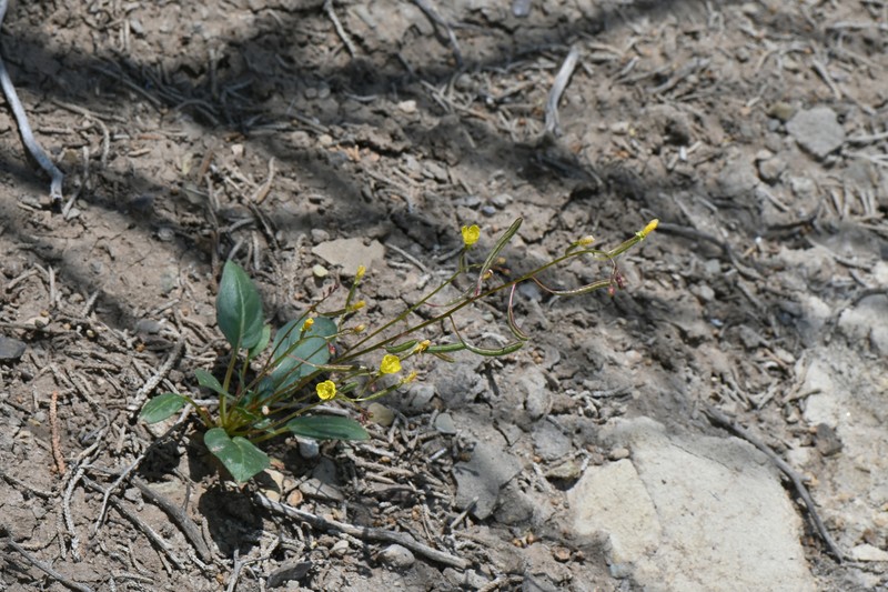 Chylismia scapoidea subsp. scapoidea photo 7