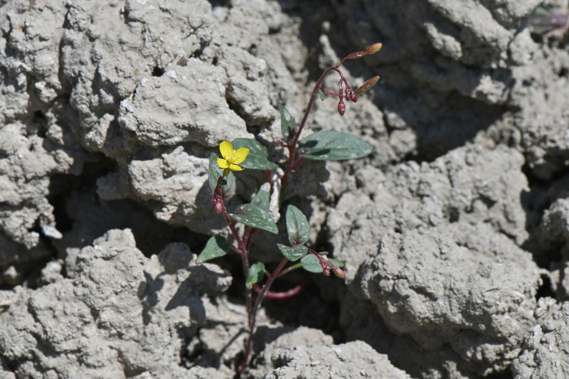 Chylismia scapoidea subsp. scapoidea photo 8