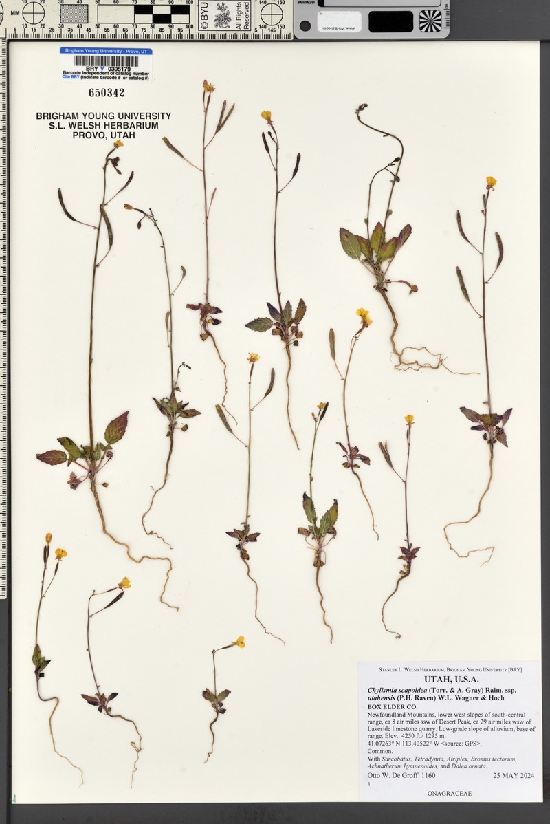 Chylismia scapoidea subsp. utahensis