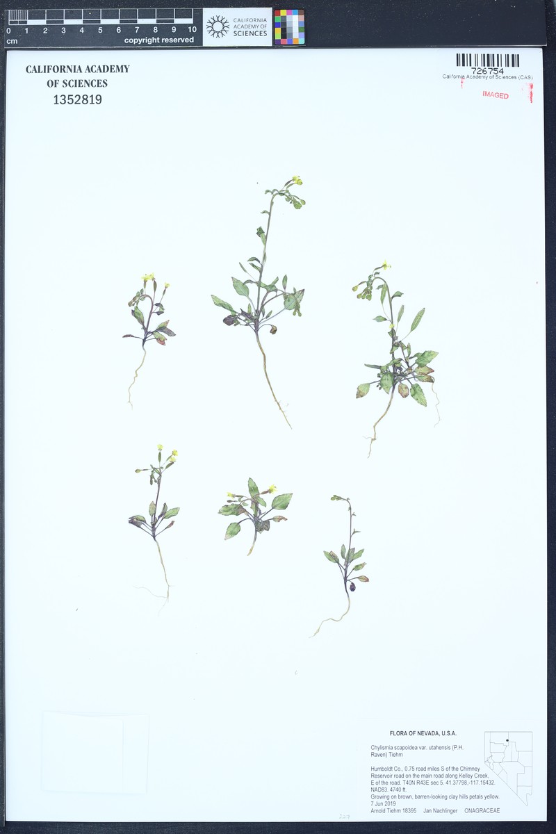 Chylismia scapoidea subsp. utahensis photo 2
