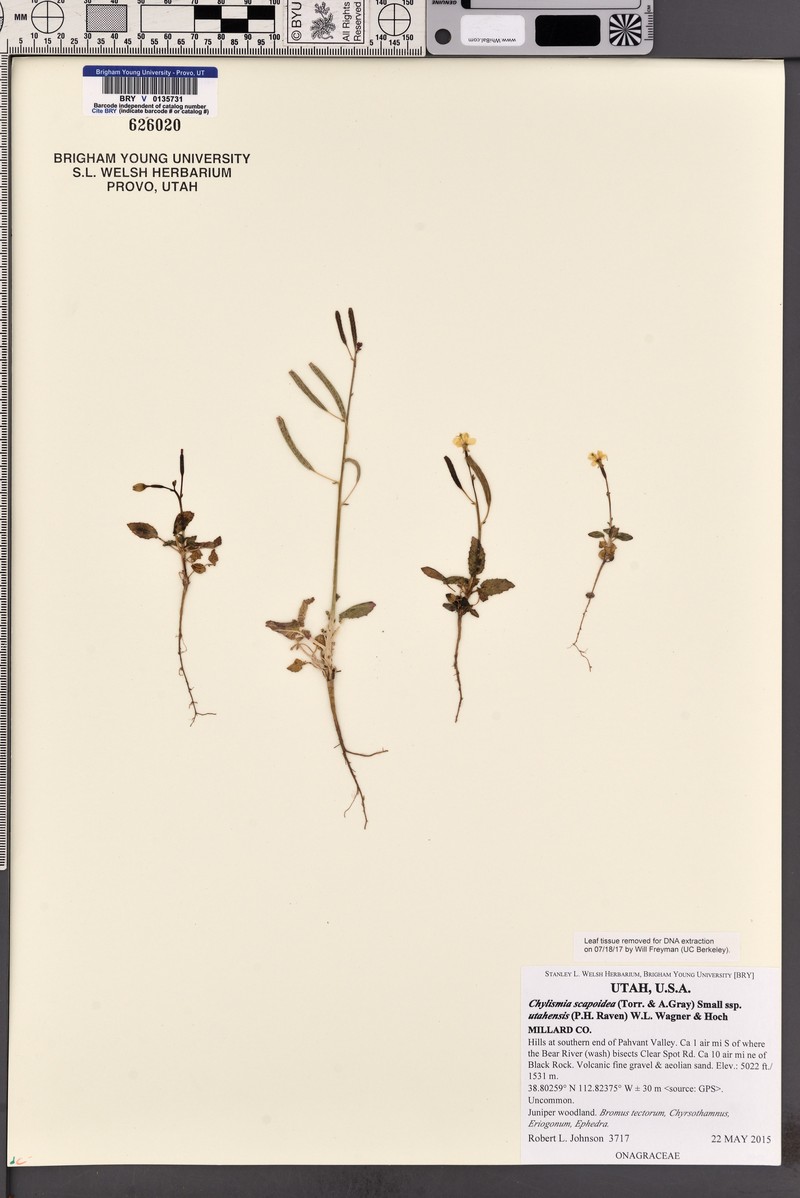 Chylismia scapoidea subsp. utahensis photo 3