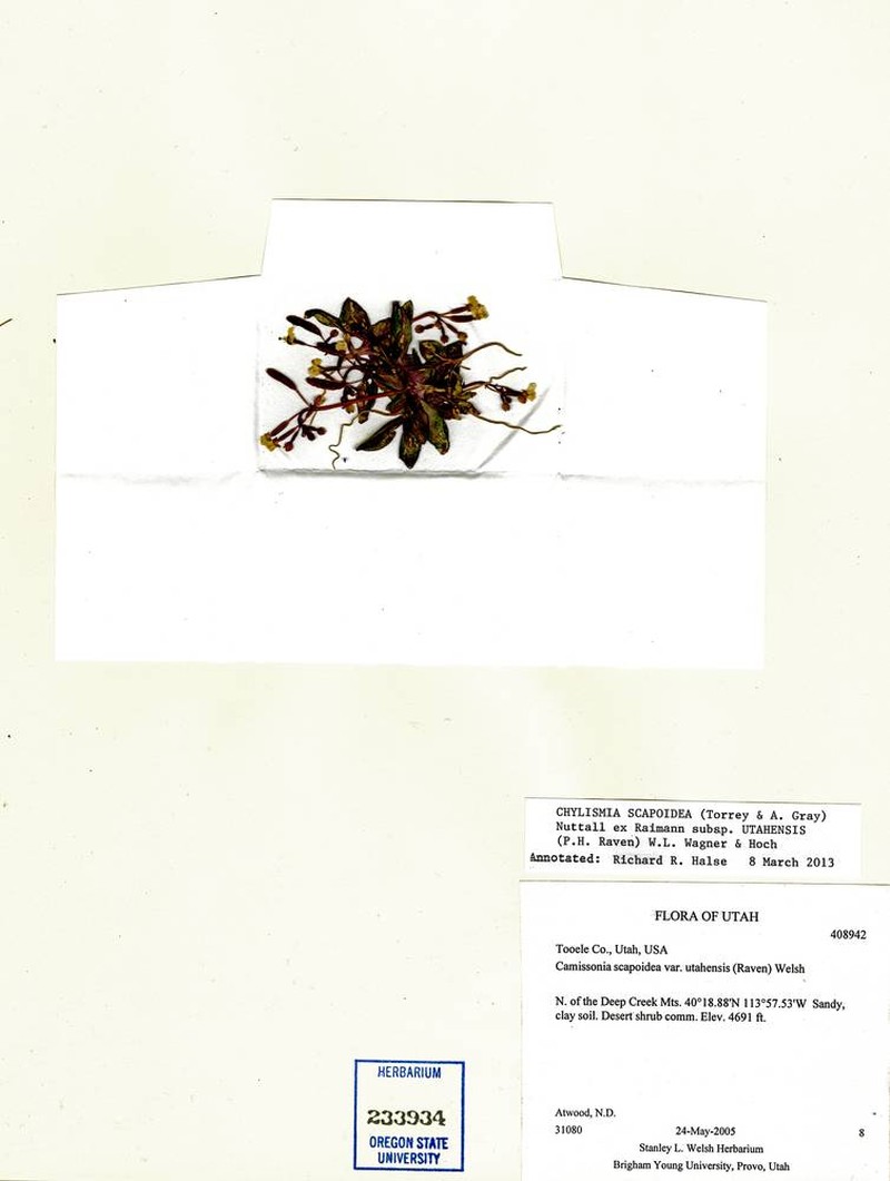 Chylismia scapoidea subsp. utahensis photo 4