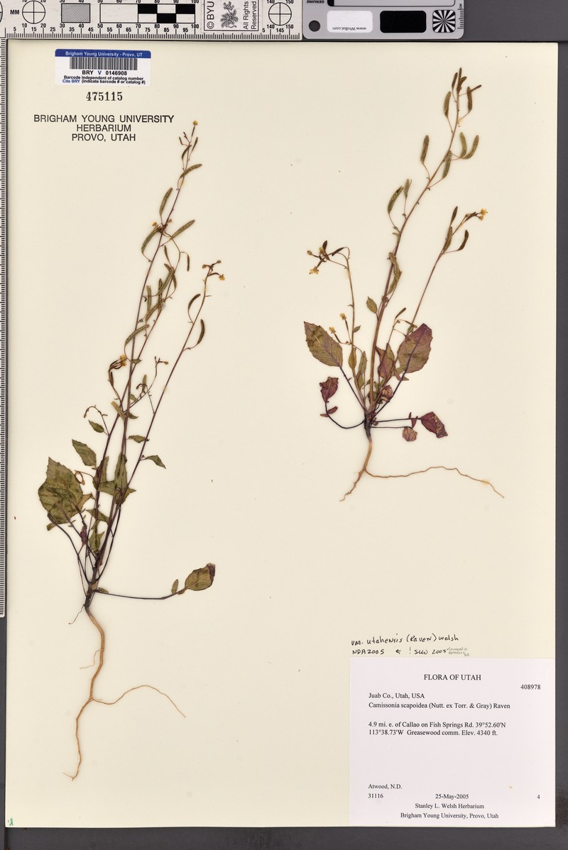 Chylismia scapoidea subsp. utahensis photo 5
