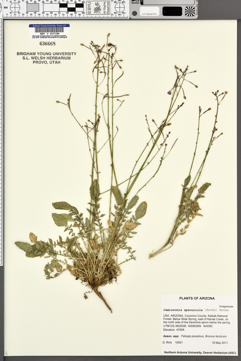 Chylismia specicola
