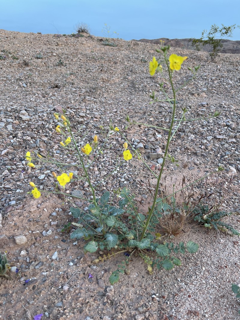 Chylismia walkeri subsp. tortilis