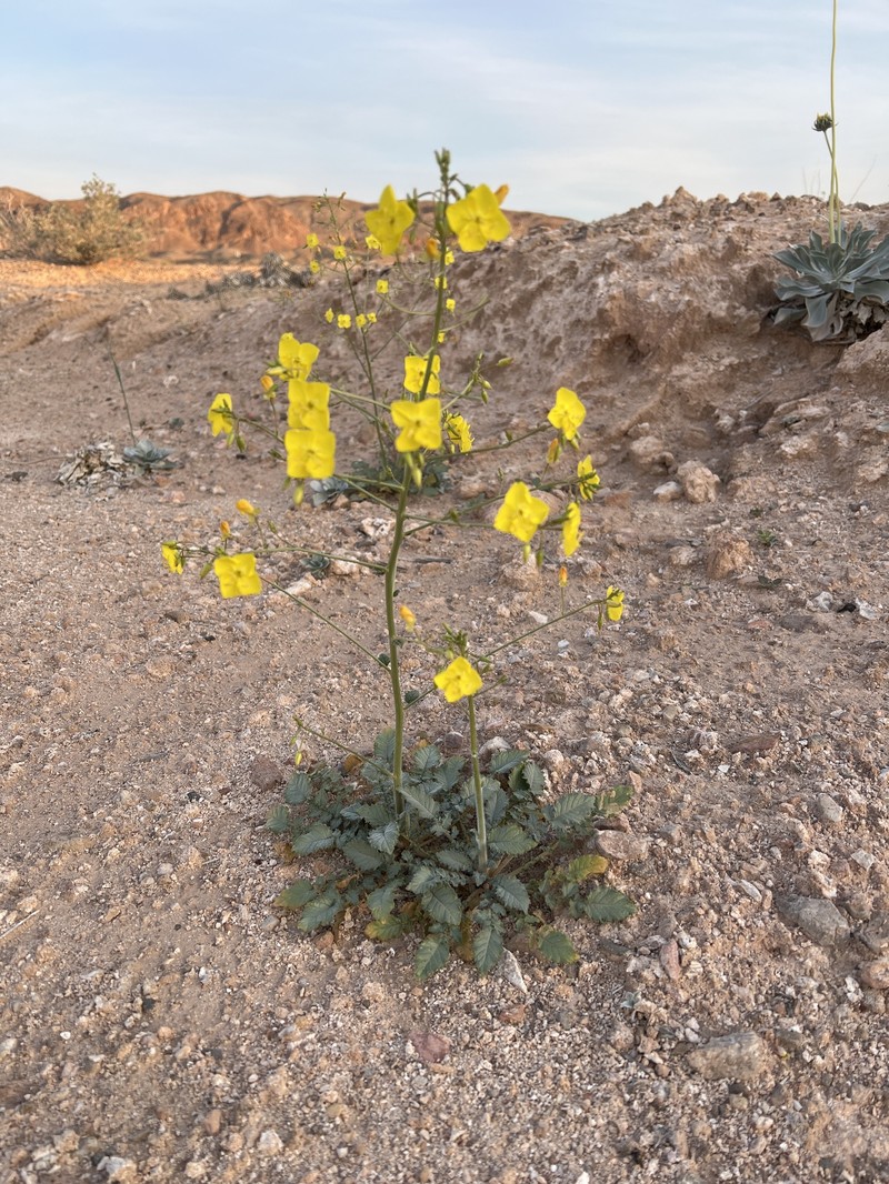 Chylismia walkeri subsp. tortilis photo 3