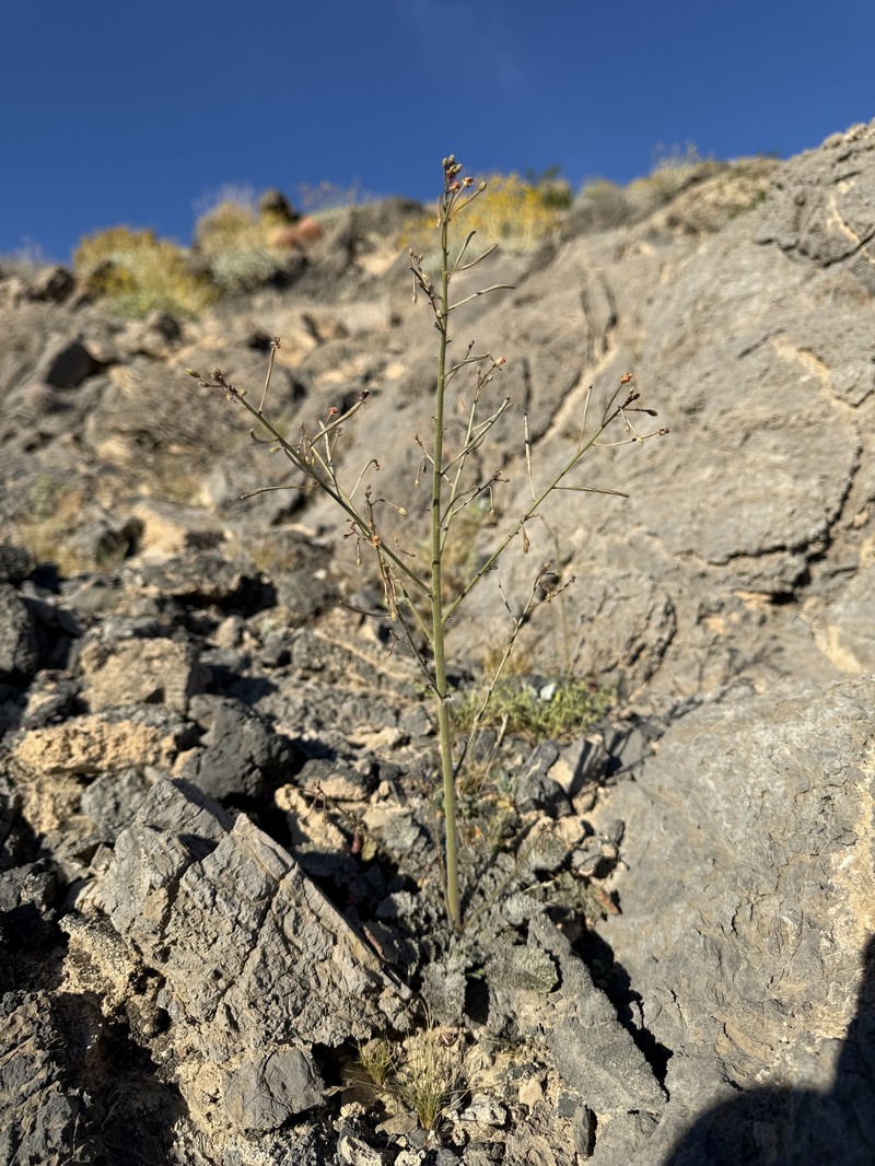 Chylismia walkeri subsp. tortilis photo 4