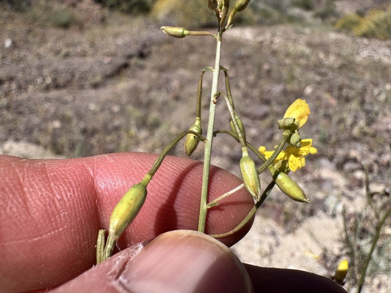 Chylismia walkeri subsp. tortilis photo 5