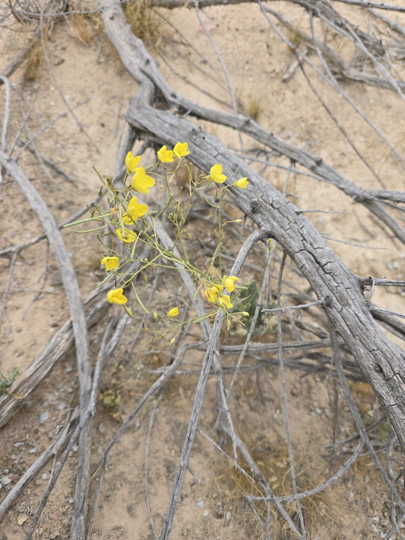 Chylismia walkeri subsp. tortilis photo 6