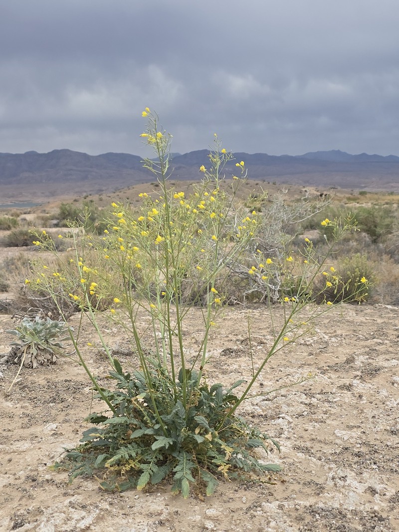 Chylismia walkeri subsp. tortilis photo 7