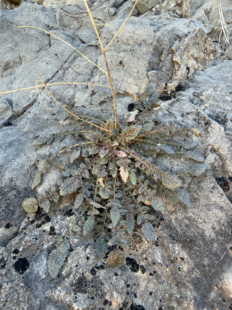 Chylismia walkeri subsp. tortilis photo 8