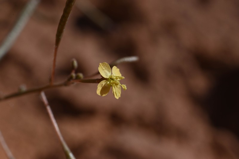 Chylismia walkeri subsp. walkeri