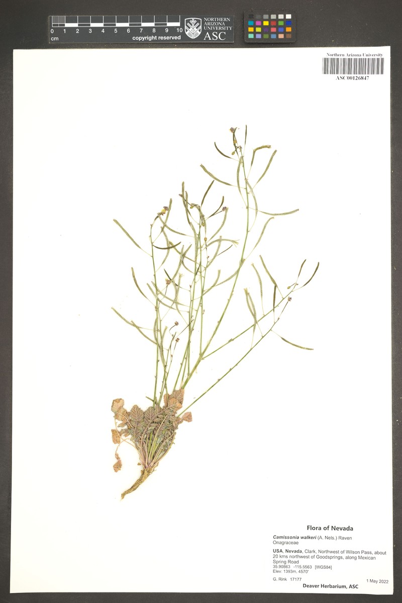 Chylismia walkeri subsp. walkeri photo 2