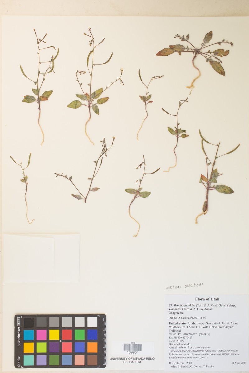 Chylismia walkeri subsp. walkeri photo 3
