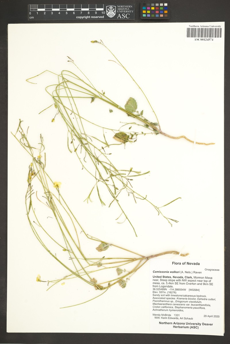Chylismia walkeri subsp. walkeri photo 4