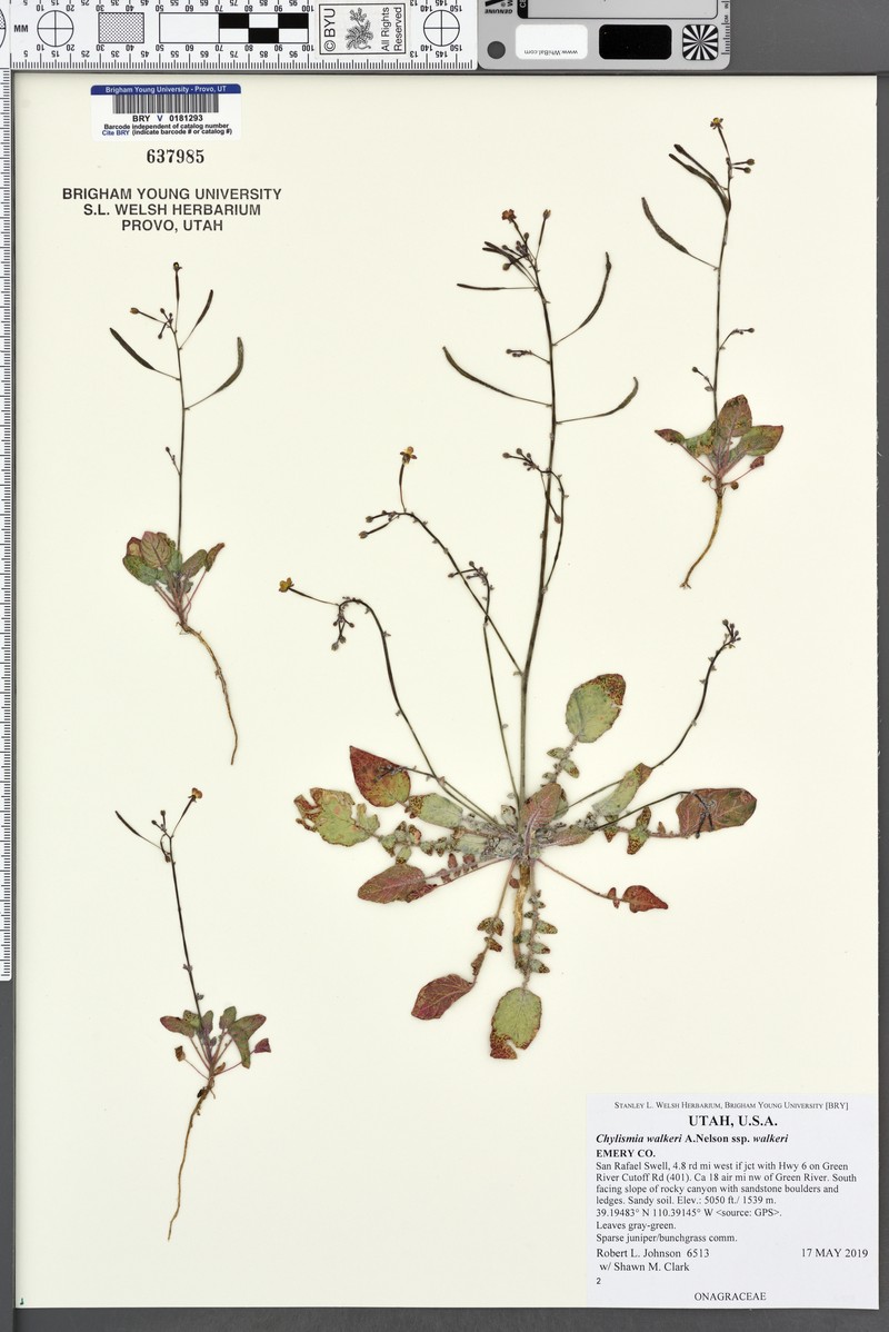 Chylismia walkeri subsp. walkeri