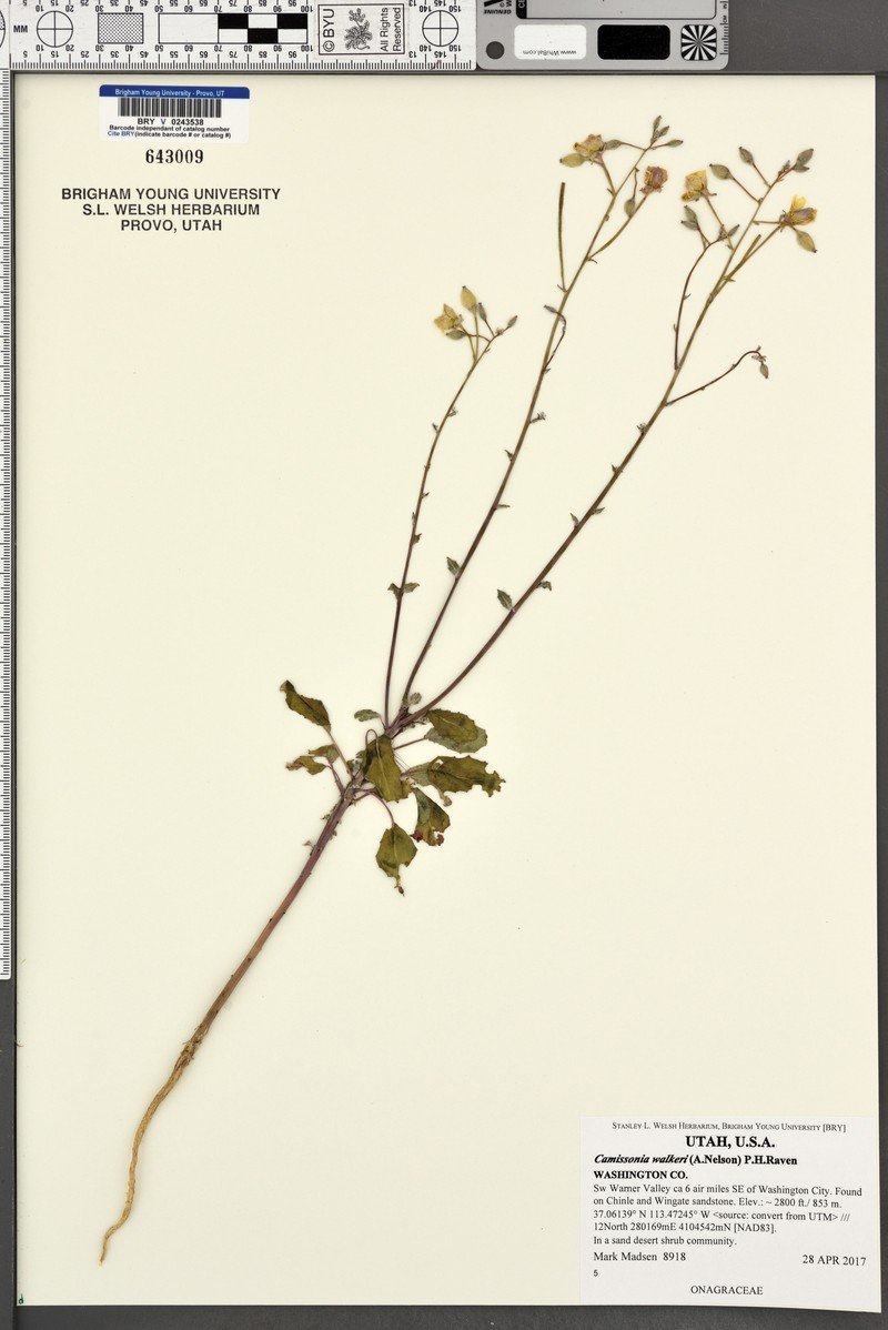 Chylismia walkeri subsp. walkeri photo 2