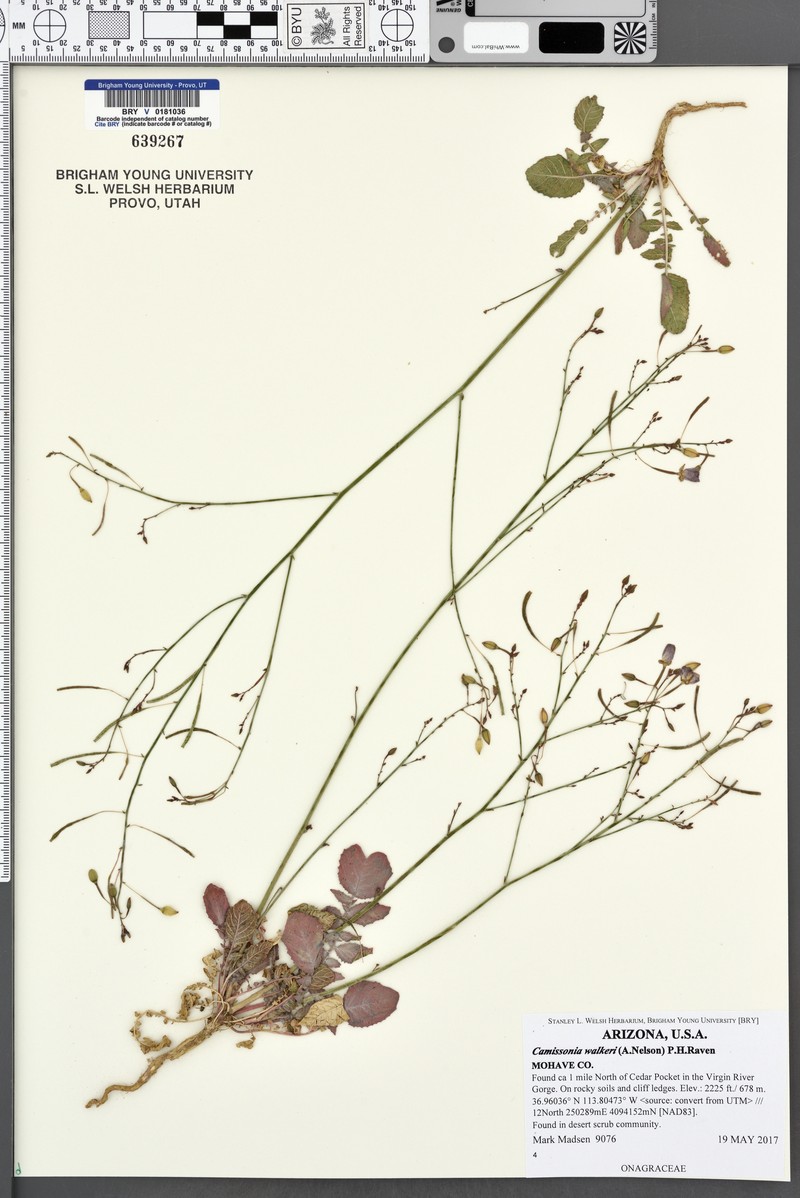 Chylismia walkeri subsp. walkeri photo 3