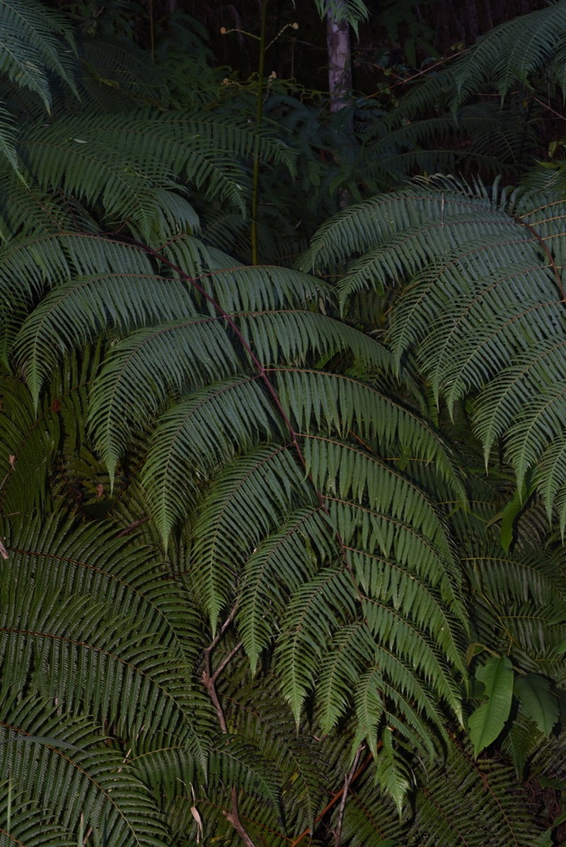 Cibotium arachnoideum