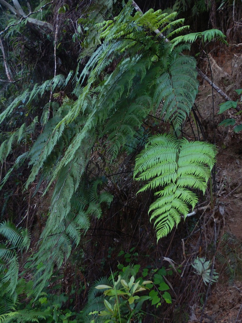 Cibotium arachnoideum photo 2