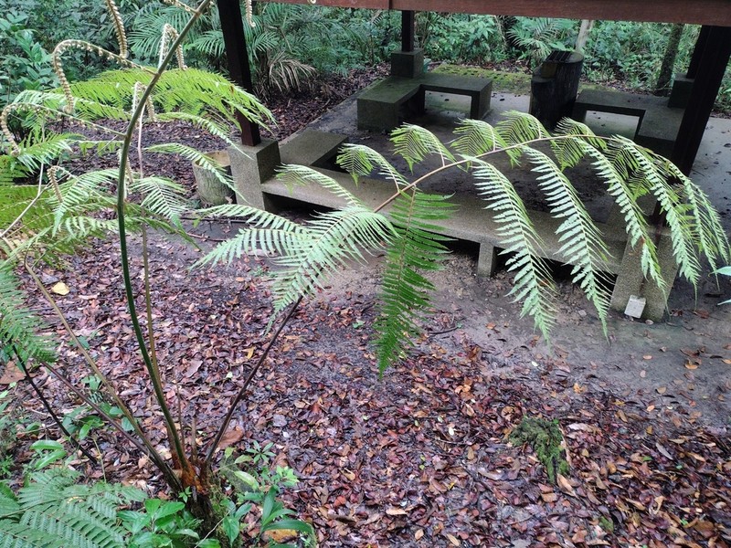 Cibotium arachnoideum photo 3